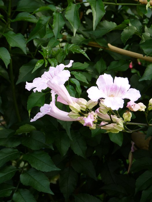 Podranea species fleur
